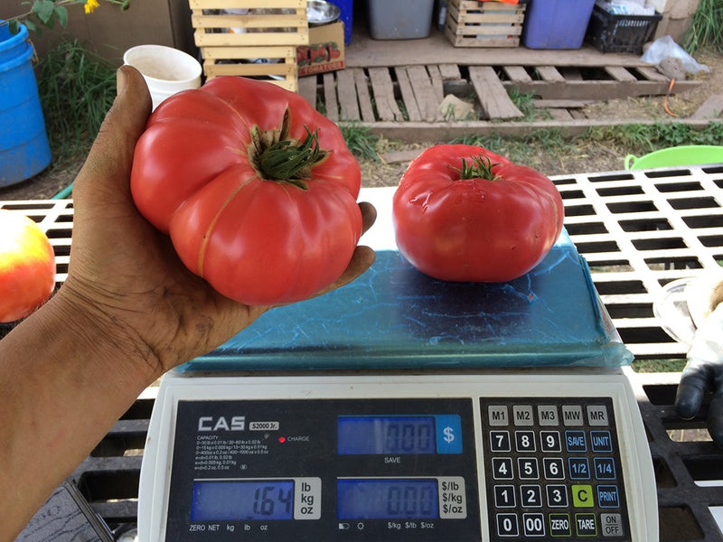 Mountain Miracle XL Pink Hybrid Swarm Tomato – Experimental Farm