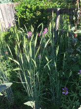 Mountaineer Perennial Rye