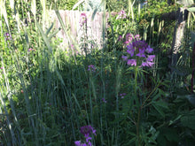 Mountaineer Perennial Rye