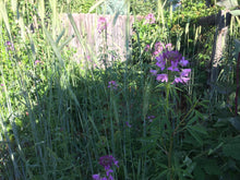 Mountaineer Perennial Rye