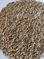 Mountaineer Perennial Rye