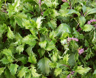'Mrihani' Basil