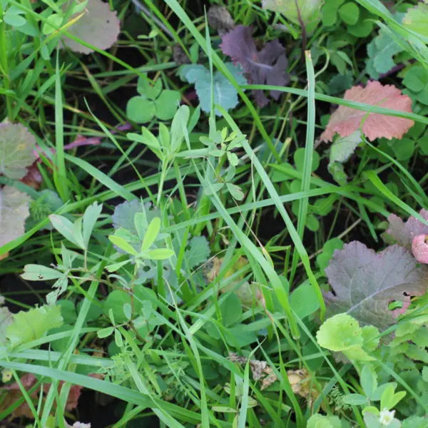 'Multimax' Cover Crop Mix