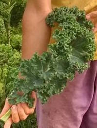 'Nash's Green' Kale