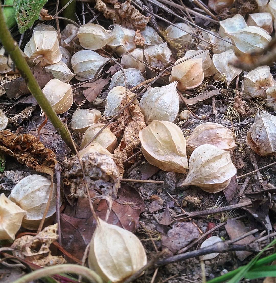 plant ground cherry seeds New Hanover' Ground Cherry – Experimental Farm Network Seed Store