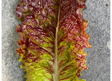 'New Red Fire' Lettuce