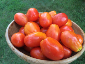 'Nistru' Tomato