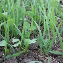 'Nitromax' Cover Crop Mix (Oats, Peas, and More)