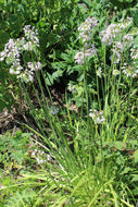 Nodding Onion (Maine-adapted)
