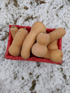 'North Circle' Butternut