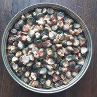 Strubbe's Green Dent Corn (formerly "Oaxacan" Green Dent)
