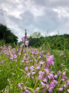 Obedient Plant