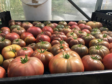 'Oh My' Black Hybrid Swarm Tomato