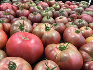 'Oh My' Black Hybrid Swarm Tomato