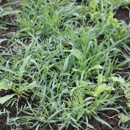 'Wintermax' Cover Crop Mix (Rye, Hairy Vetch, Daikon Radish)