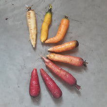 'Over The Rainbow' Carrot Mix (Minnesota Over-Wintered)