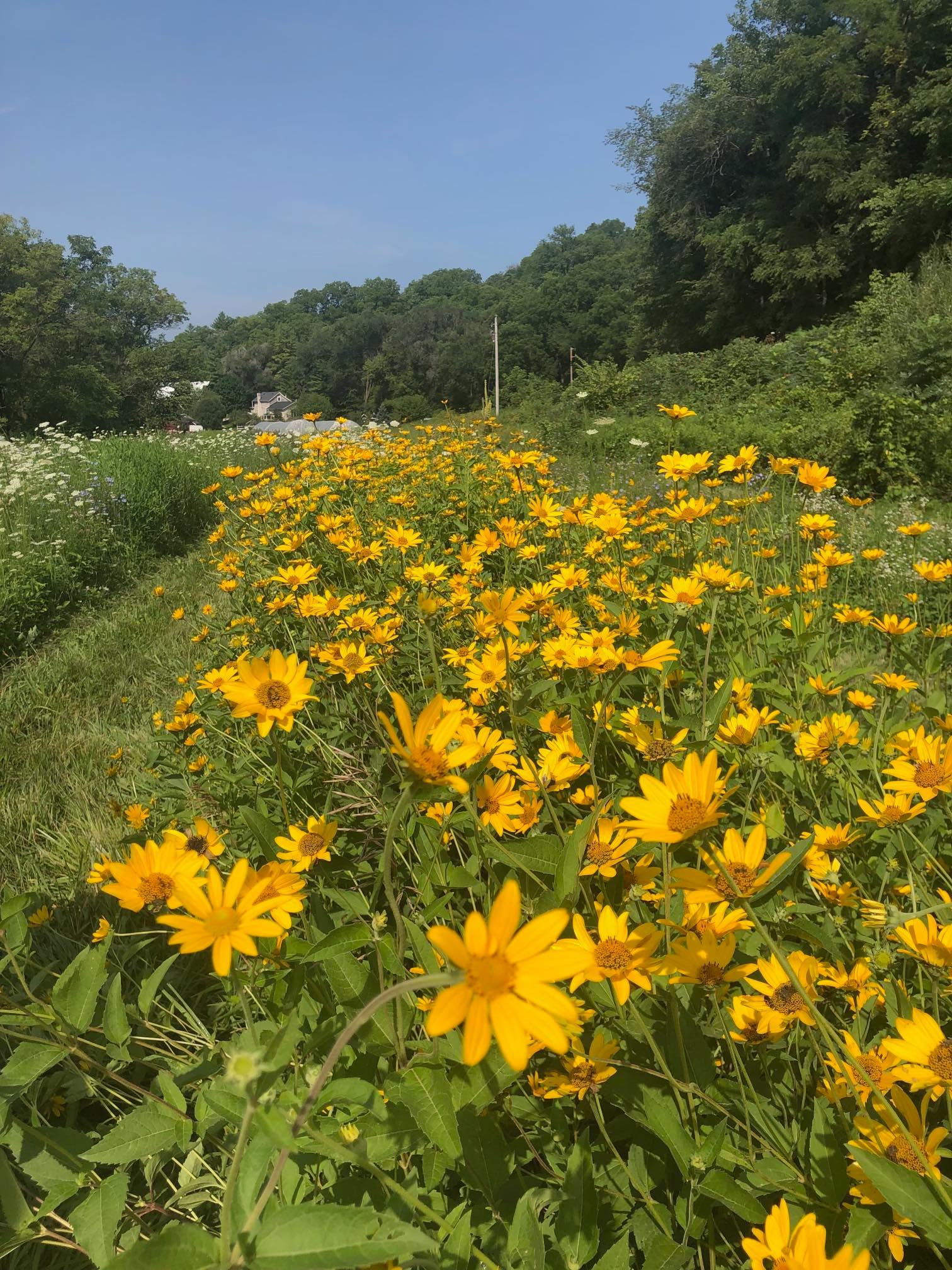 Experimental Farm Network Ox Eye Sunflower