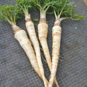 Polish Root Parsley