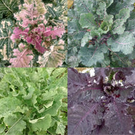 'Homesteader's Kaleidoscopic Perennial' Kale Grex