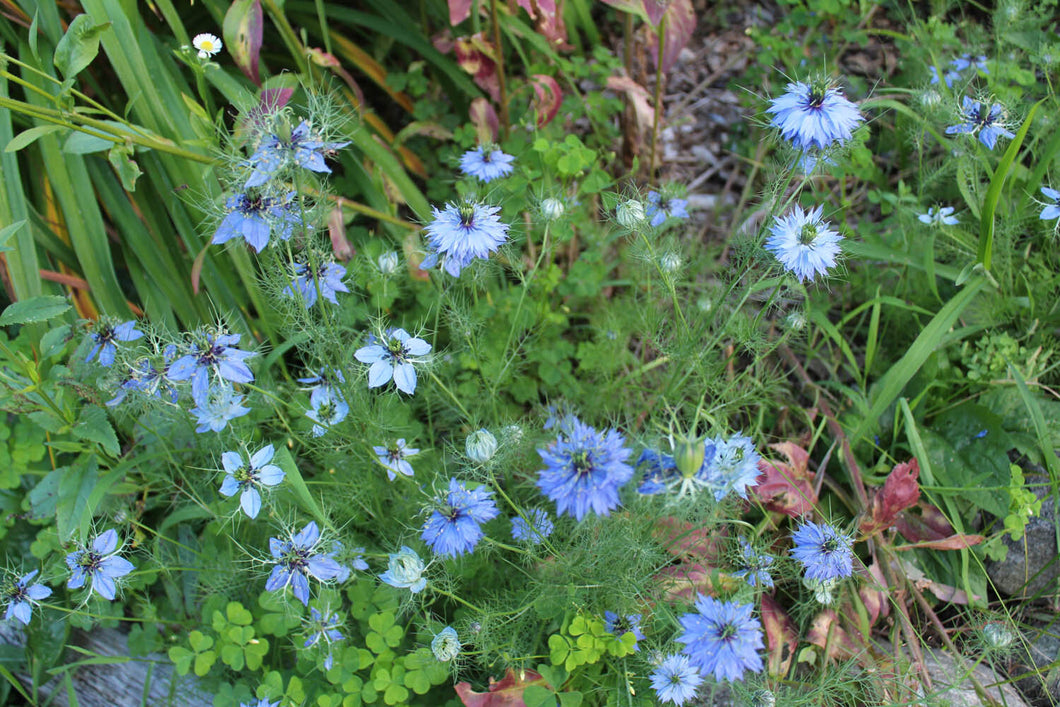 love in a mist persian jewels flower seeds Persian Blue Love-in-a-Mist – Experimental Farm Network Seed Store