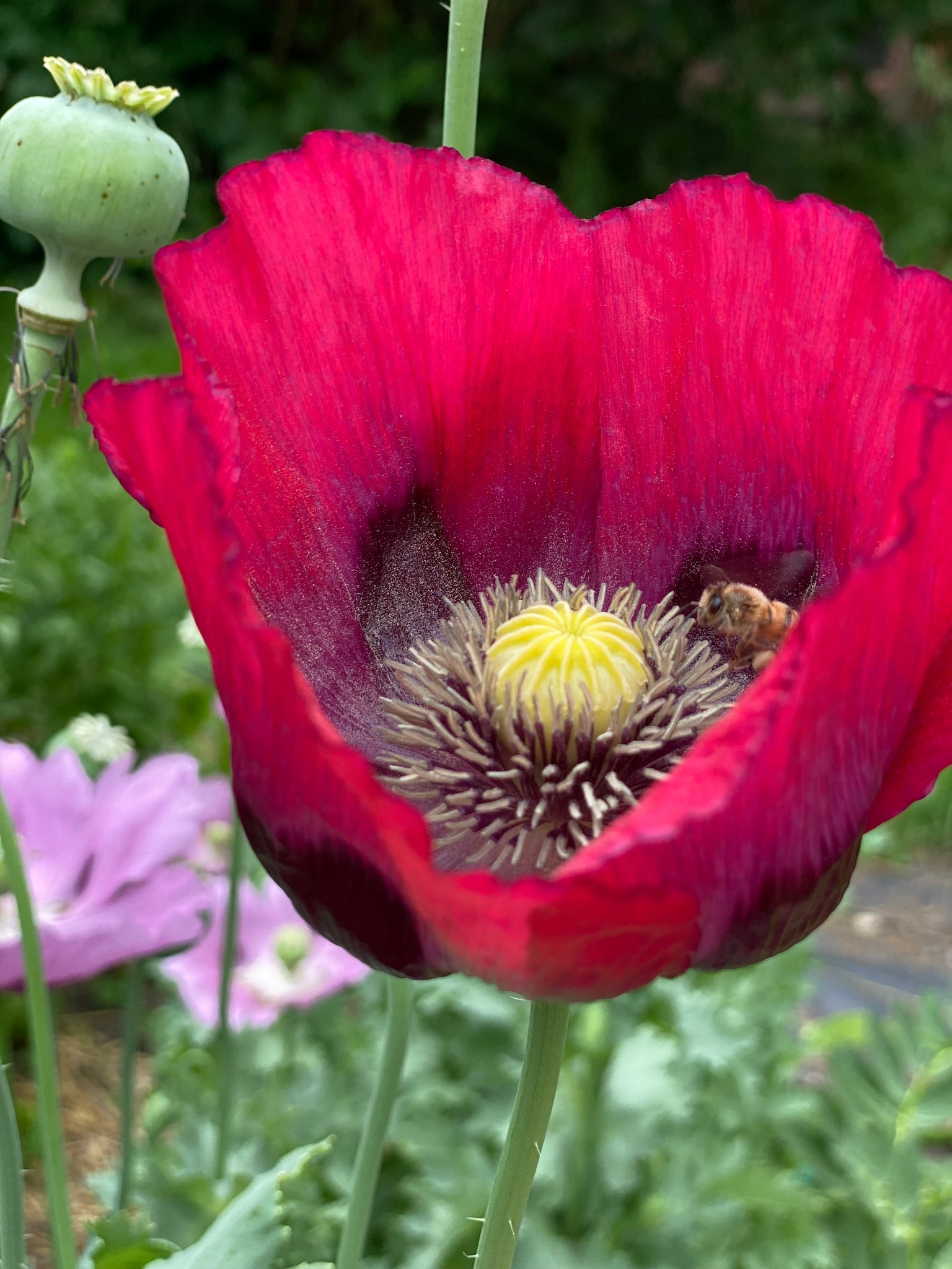 planting wild poppy seeds Wild Dreams Breadseed' Poppy Mix – Experimental Farm Network Seed Store