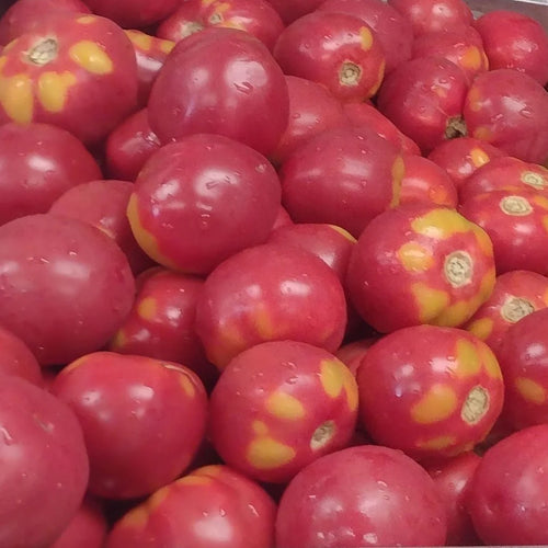 'Plate de Haiti' Tomato