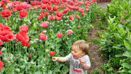 'Charlottesville Old' Poppy