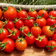 'Puerto Cortes' Cherry Tomato