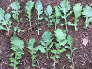 Purple Stemmed Arugula (Colorado Naturalized)