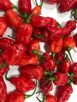 'Purple Pinger Red' Hot Pepper Breeders Mix
