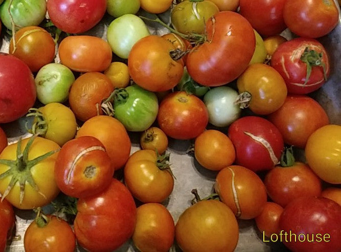 Q-series Panamorous Tomato