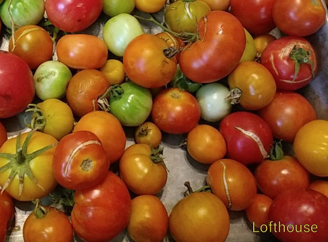 Q-series Panamorous Tomato – Experimental Farm Network Seed Store