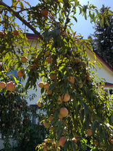 Red Leaf Peach