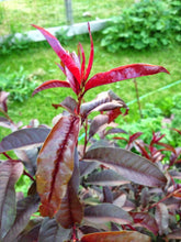 Red Leaf Peach