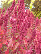 'Red Aztec Spinach' Huauzontle