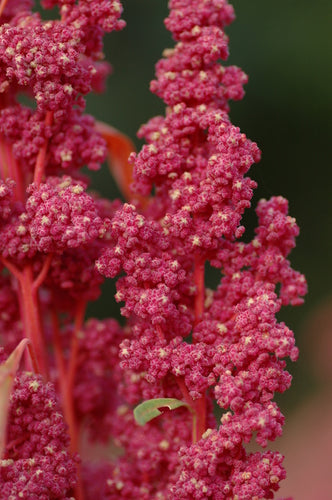 'Red Head' Quinoa