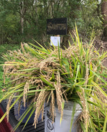'Loto' Upland Rice