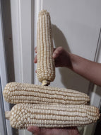 'Rodrigo's Northern Wisconsin-Adapted White Oaxacan' Flour Corn