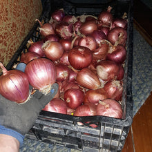 'Rossa di Milano' Onion