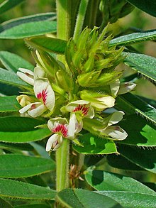 Round-headed Bush Clover