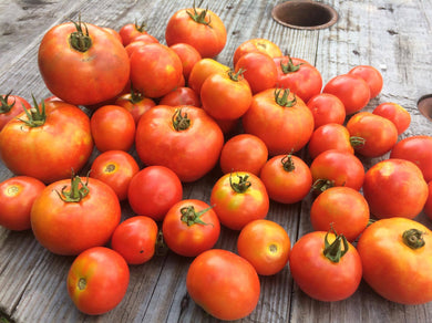 'Rutgers 250 Schermerhorn' Tomato