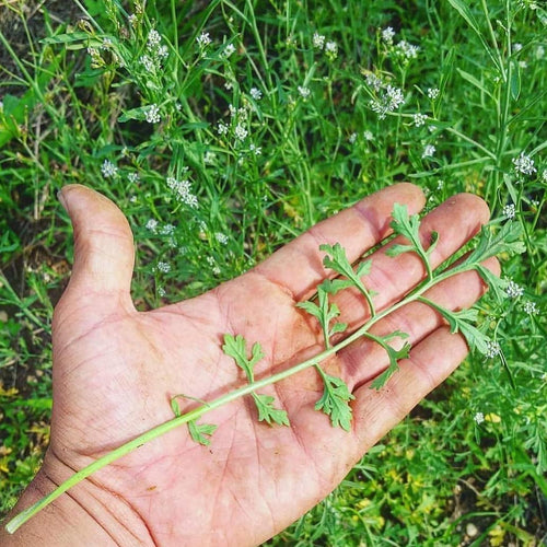 Kandahar Giant Cress