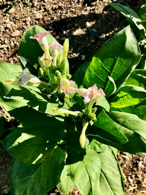 persian tobacco plant Shirazi' Tobacco – Experimental Farm Network Seed Store persian tobacco plant Shirazi' Tobacco – Experimental Farm Network Seed Store