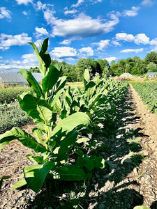 'Shirazi' Tobacco