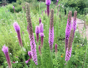 Prairie Blazing Star (SE Minnesota Ecotype)