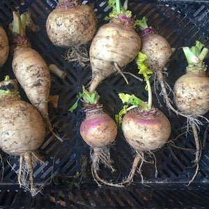 'Six Root Grex' Turnip