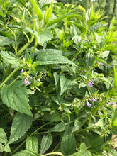 Mad-Dog Skullcap