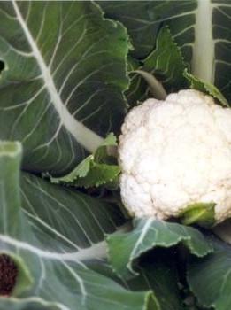 'Snowball Y Improved' Cauliflower
