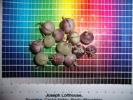 Peruvian Tomato (Solanum Peruvianum)