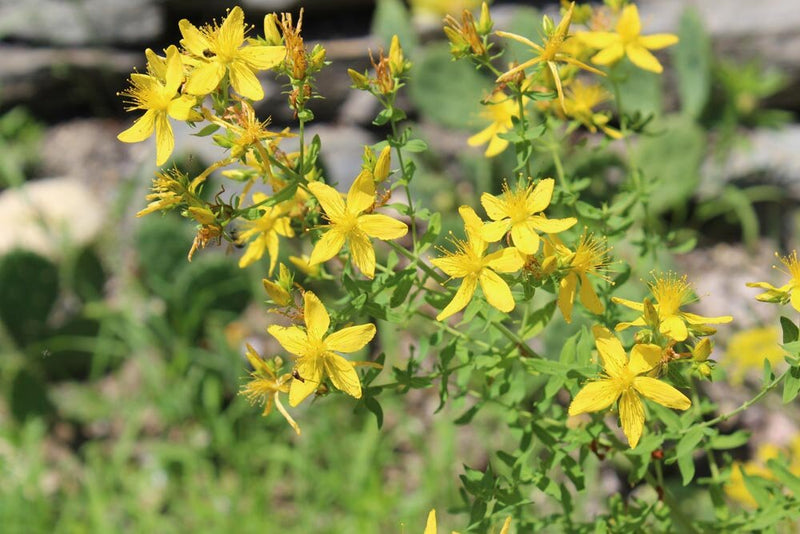 st john's wort herbicide St. John's Wort – Experimental Farm Network Seed Store